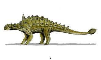 包头龙视频,探寻神秘古生物的传奇故事